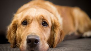 Golden retrievers lying down