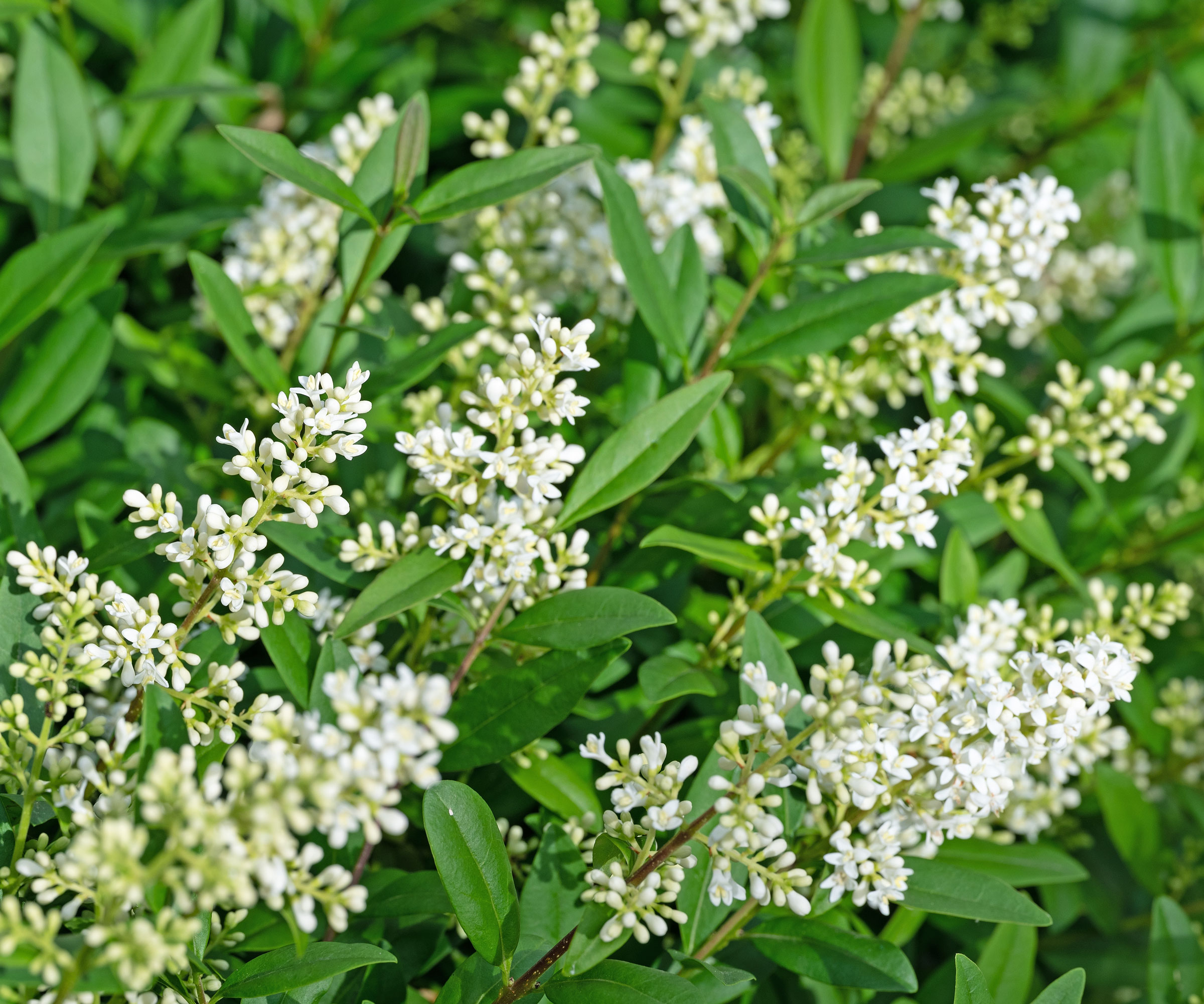 privet shrub with white flowers