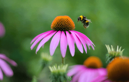 A before and after of new editing tools inside Adobe Photoshop Elements 2026