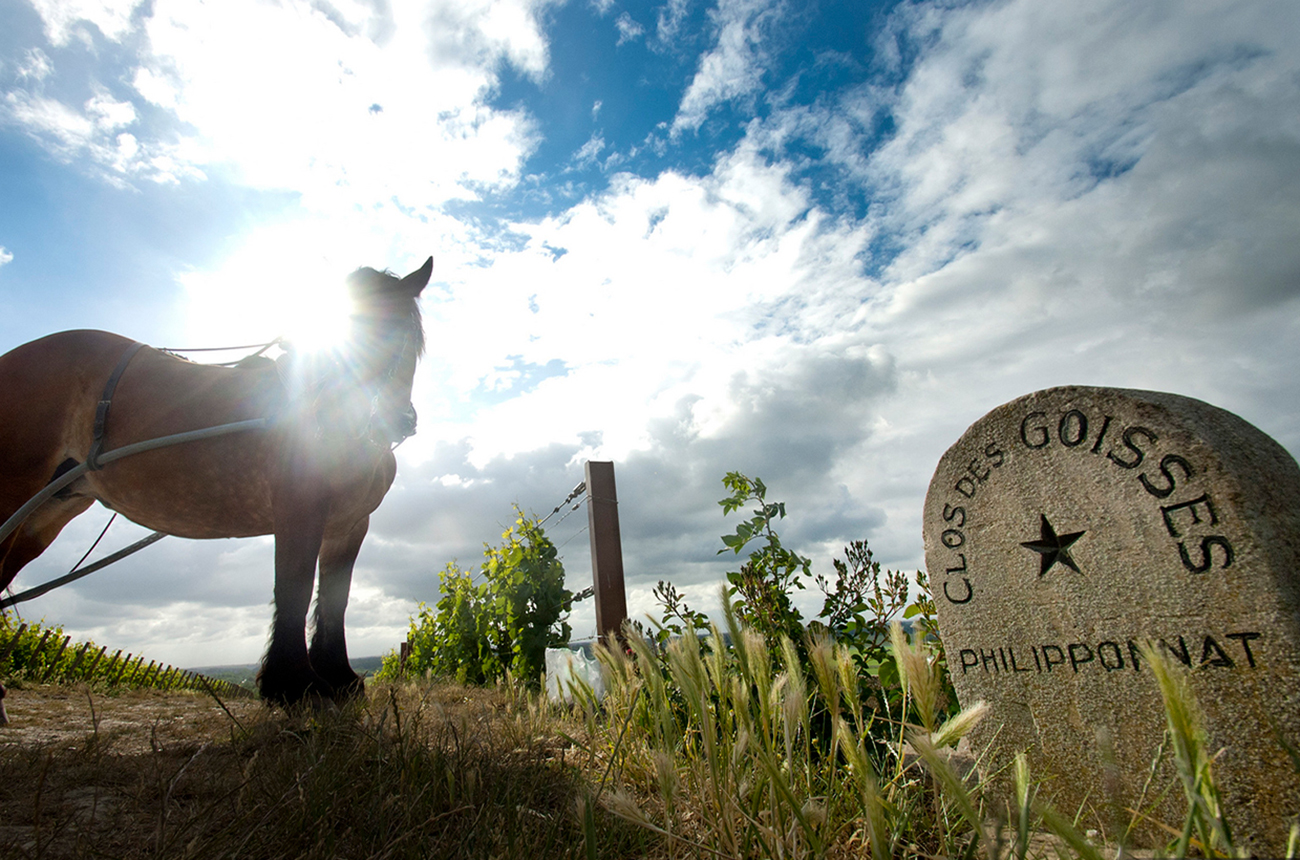 philipponnat_cheval.jpg