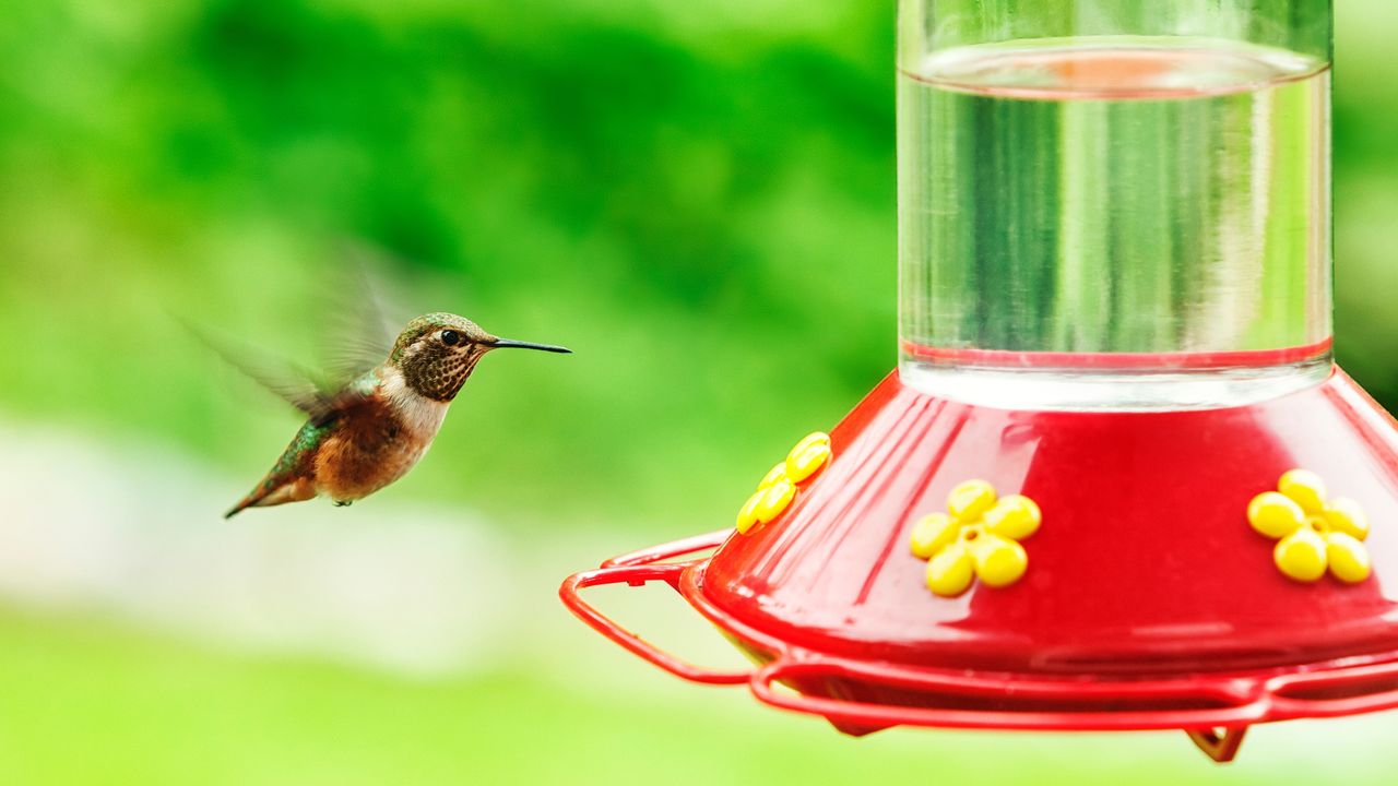 Photo of a northwest Anna&#039;s Hummingbird in flight, approaching a red feeder full of hummingbird food — for article on how to make hummingbird food.