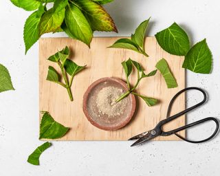 Hydrangea cuts on a wooden chopping board shot from above with scissors and one stem in light brown rooting powder pot