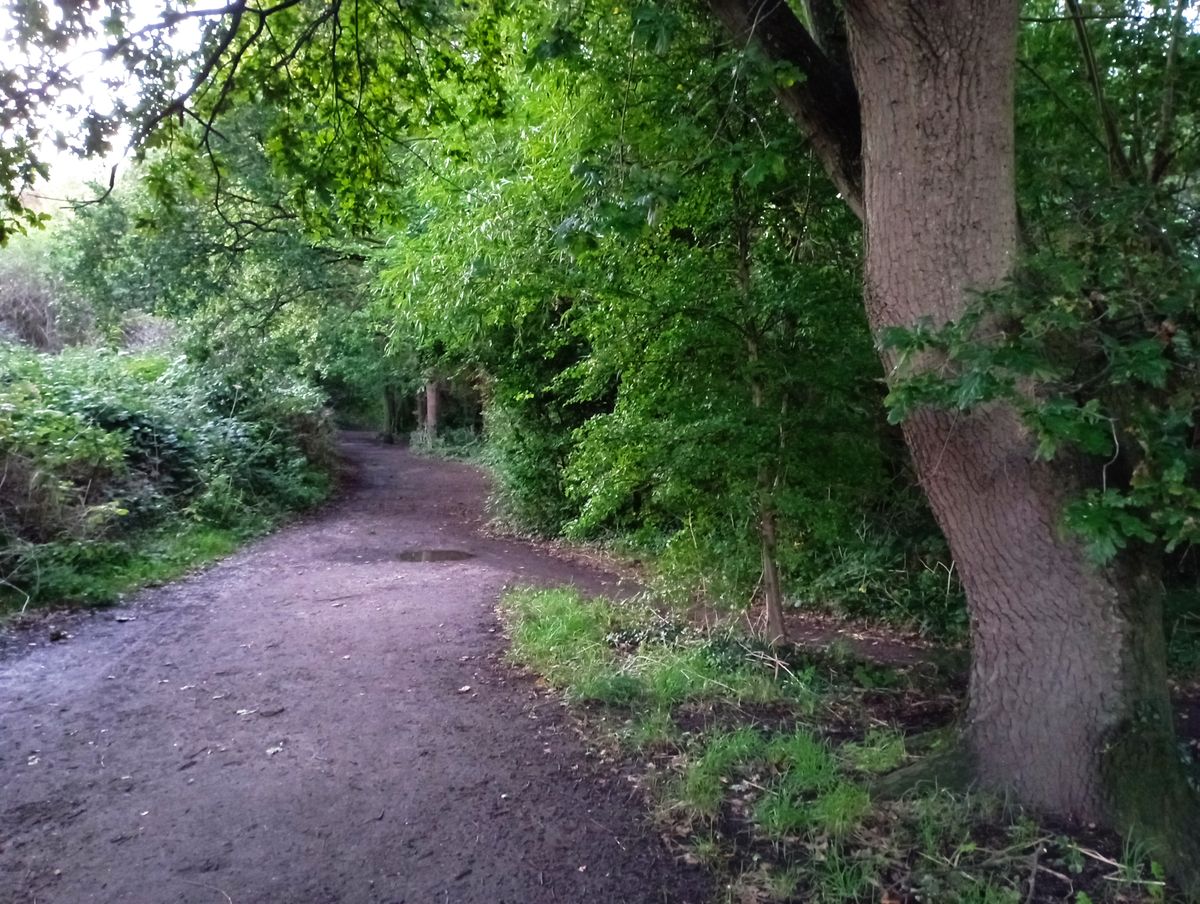 A Redmi 10 camera sample showing some trees and a path