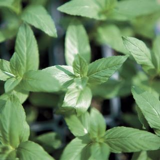 Park Seed peppermint plants grown from seed