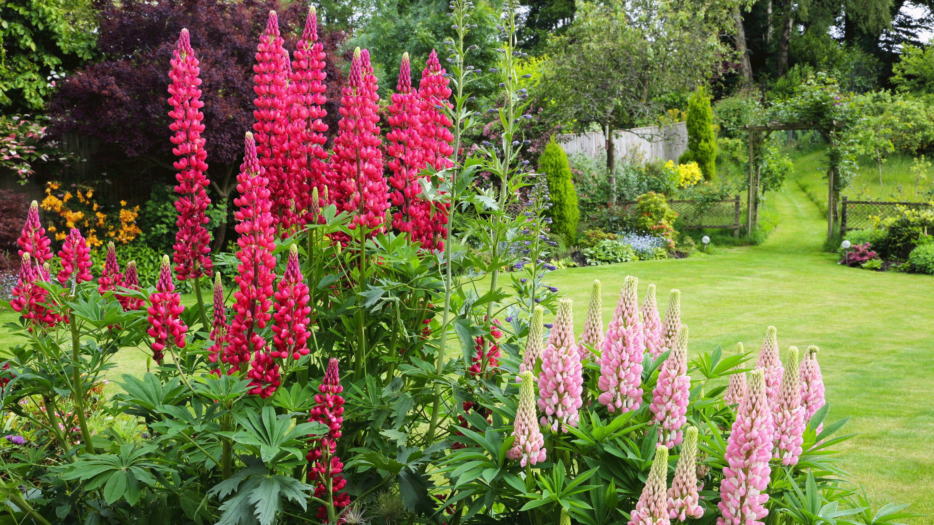 Lupins in garden