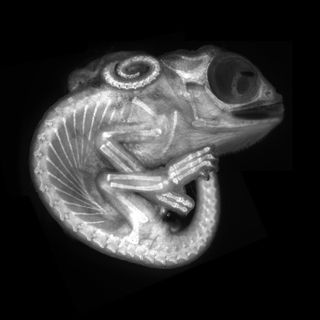 Chameleon&nbsp;embryo (autofluorescence)