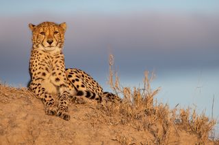 A cheetah lies on a termite mound in the sun