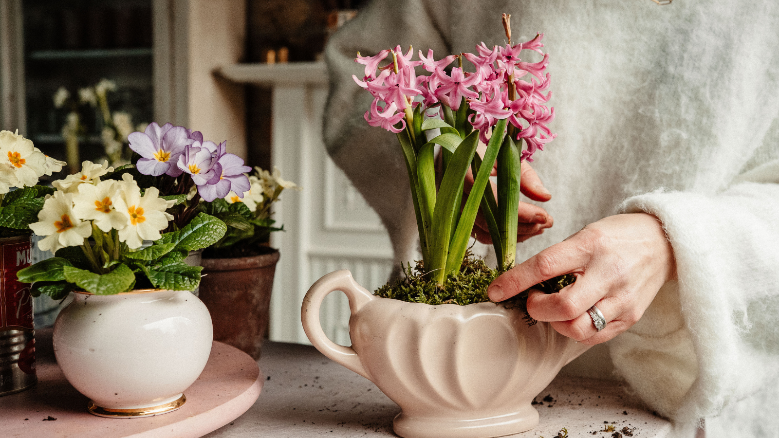 Pink hyacinths being planted into a pink vintage ceramic vessel