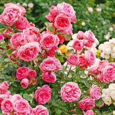 Various shrub roses in garden