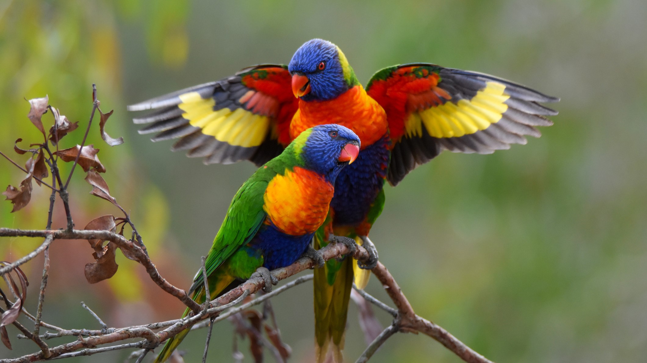Two rainbow lorikeets sitting on a branch, one with its wings outstreched around the other.