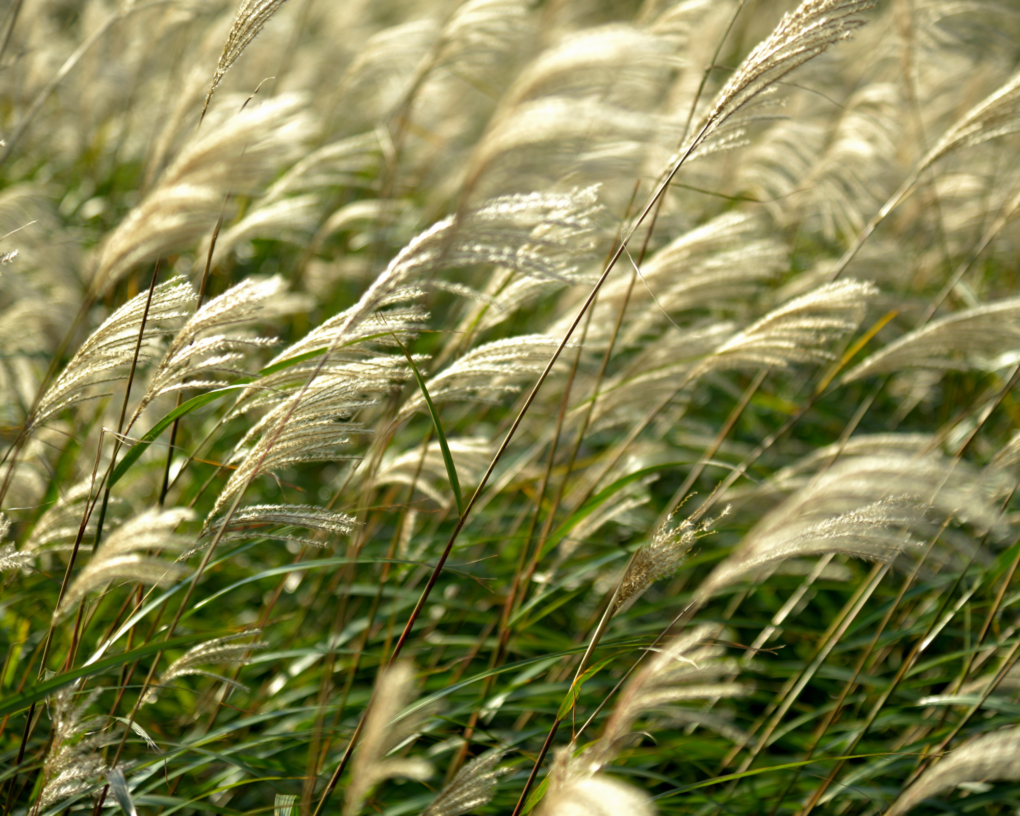 ornamental grass blowing in a breeze
