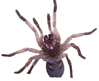 australian tarantula