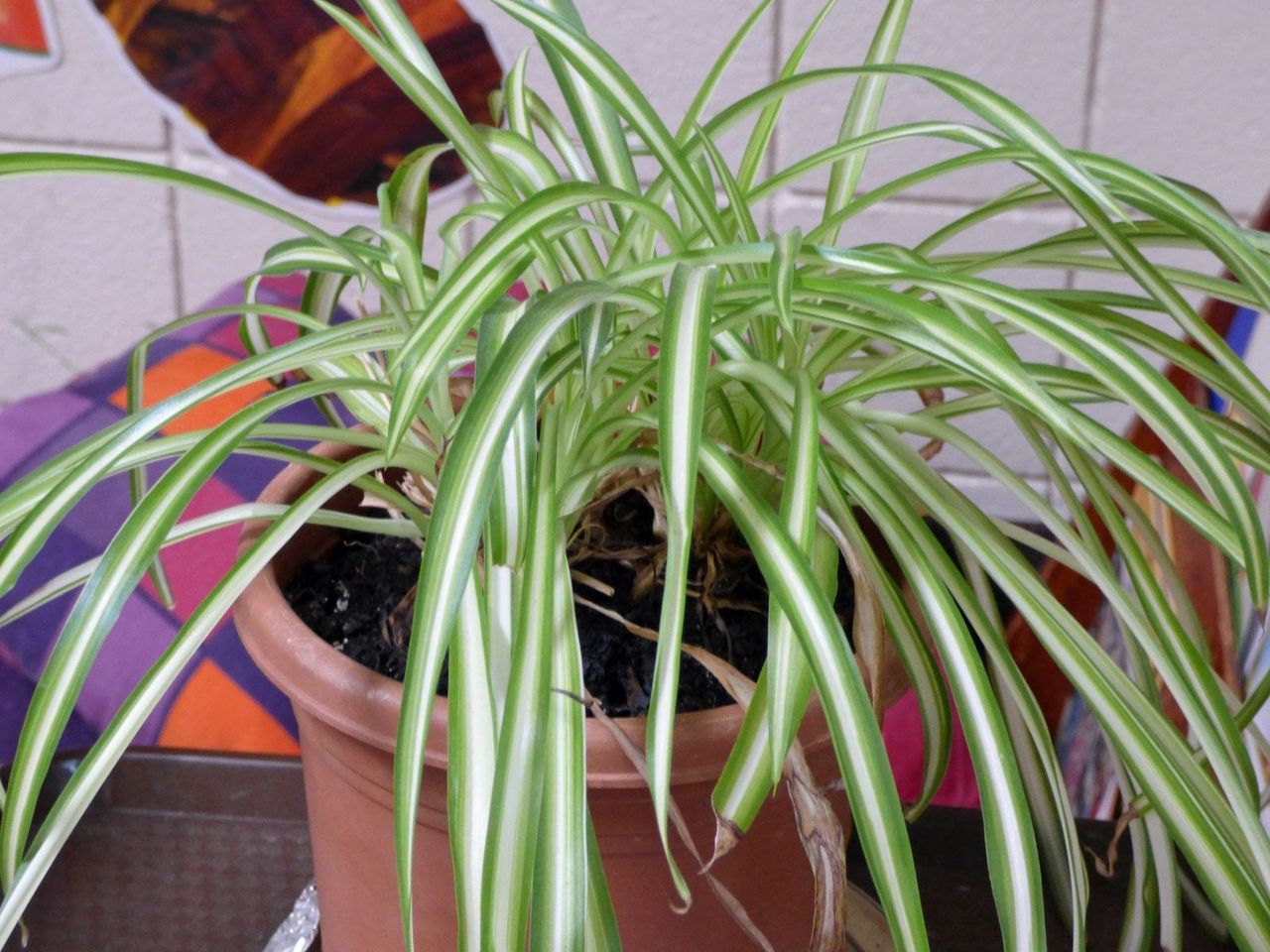 Potted Spider Plant