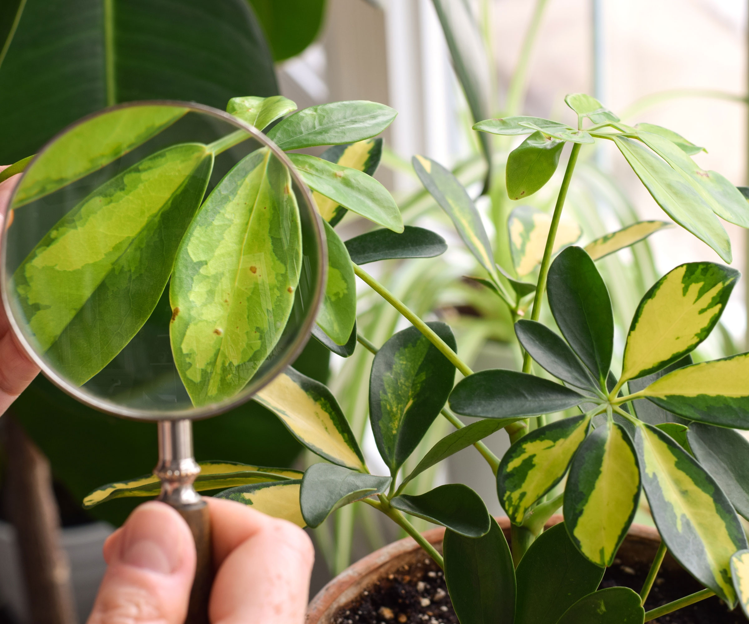 magnifying glass being used on houseplant