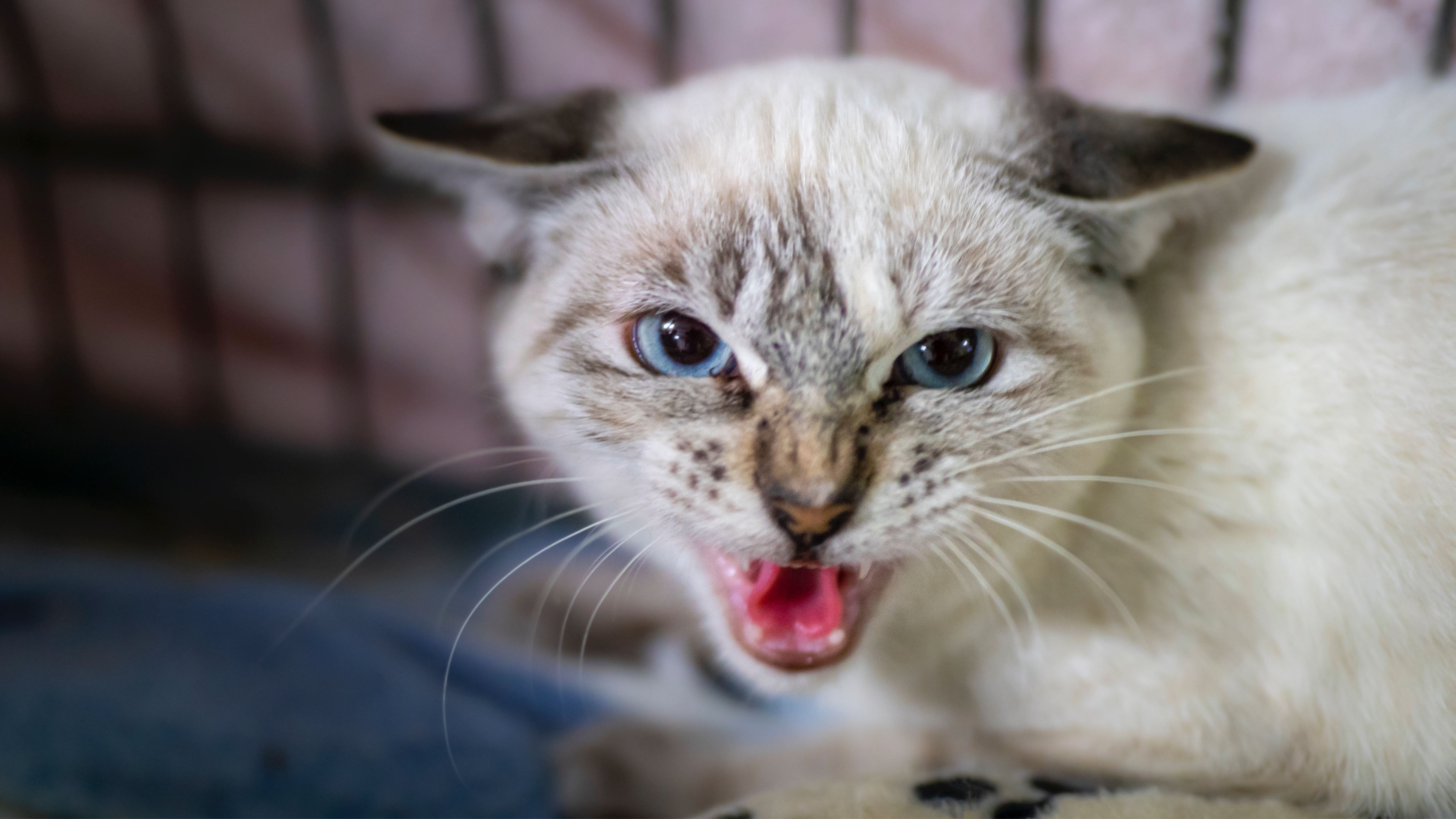 Kitten with dilated pupils hissing