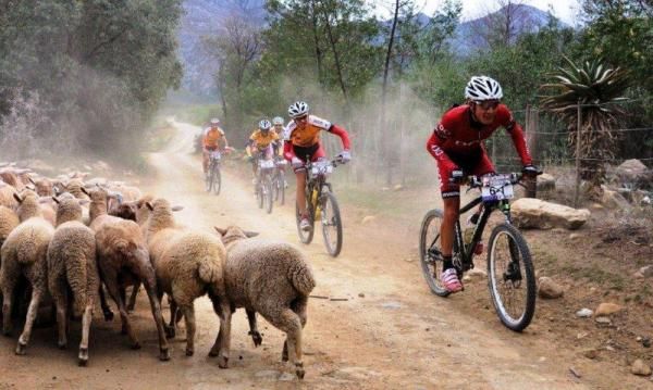 Racer got an unusual suprise in the form of sheep on course.