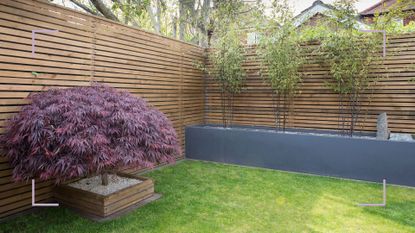 Garden with lawn and slatted fences with raised beds with ornamental trees planted