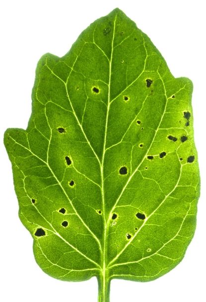 Bacterial Speck On Tomato Plant Leaf