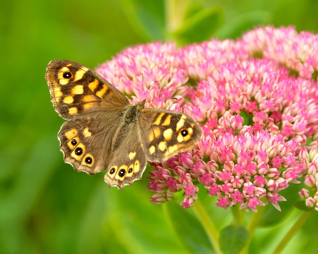 Best plants for butterflies 16 nectarrich options Gardeningetc