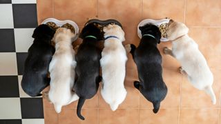 Aerial view of six puppies eating