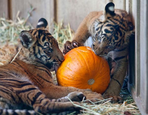 boo-zoo-album-13-tiger-cubs-101028
