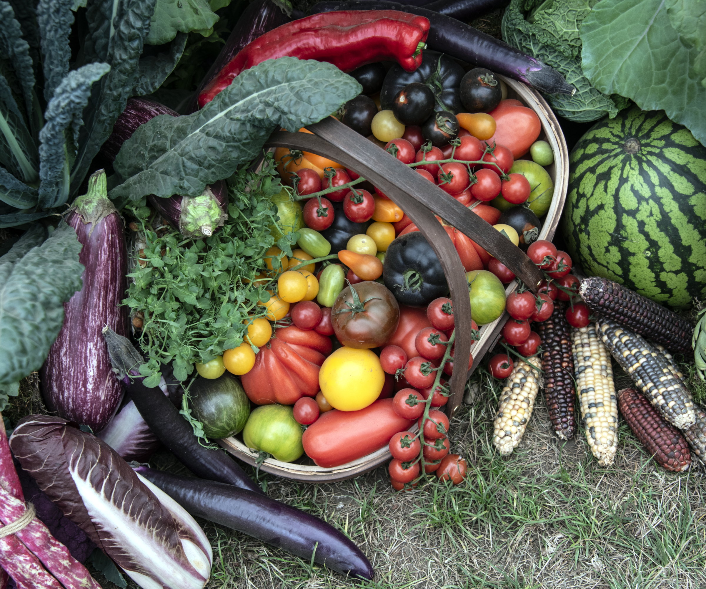 A harvest of vegetables including tomatoes in a basket