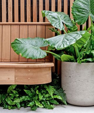 bespoke wooden bench with tropical planting