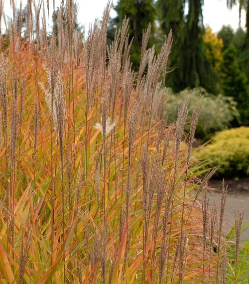 Red Leaved Miscanthus Grass