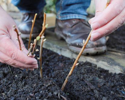 How to propagate blackcurrants from hardwood cuttings | Gardeningetc