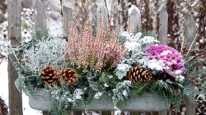 winter container display with cones and heather