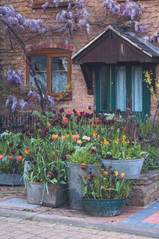 Arthur Parkinson's flower garden with tulips