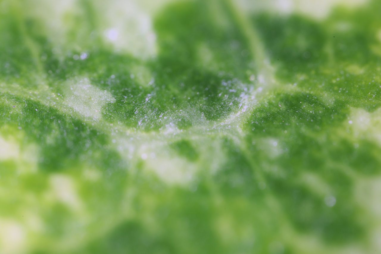 Laowa Aksen 5-10x Ultra Macro APO sample image