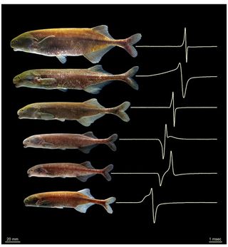 Closely related electric fish species from the Okano River of Gabon, collected in the vicinity of the abandoned Fang village, “Na.” Each species is shown along with a recording of its electric organ discharge, which these fish use to communicate with one