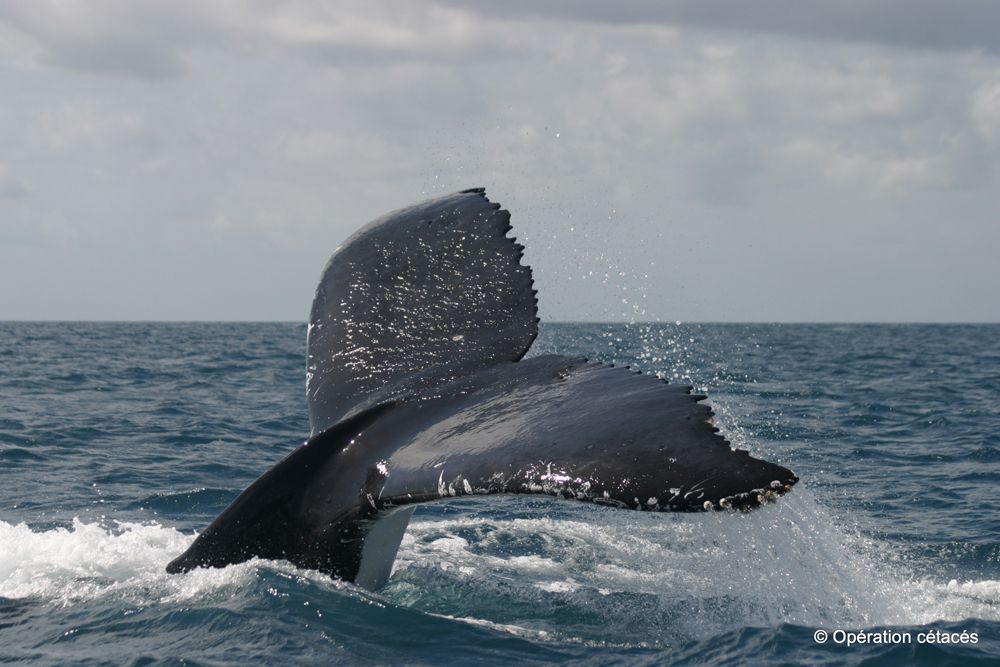 humpback whales, fluking up, diving