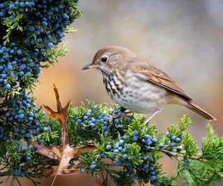 hermit thrush on bush with blue berries