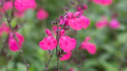how to grow salvias: Salvia microphylla ‘Pink Blush’