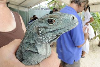 A young blue iguana awaiting a health assessment.