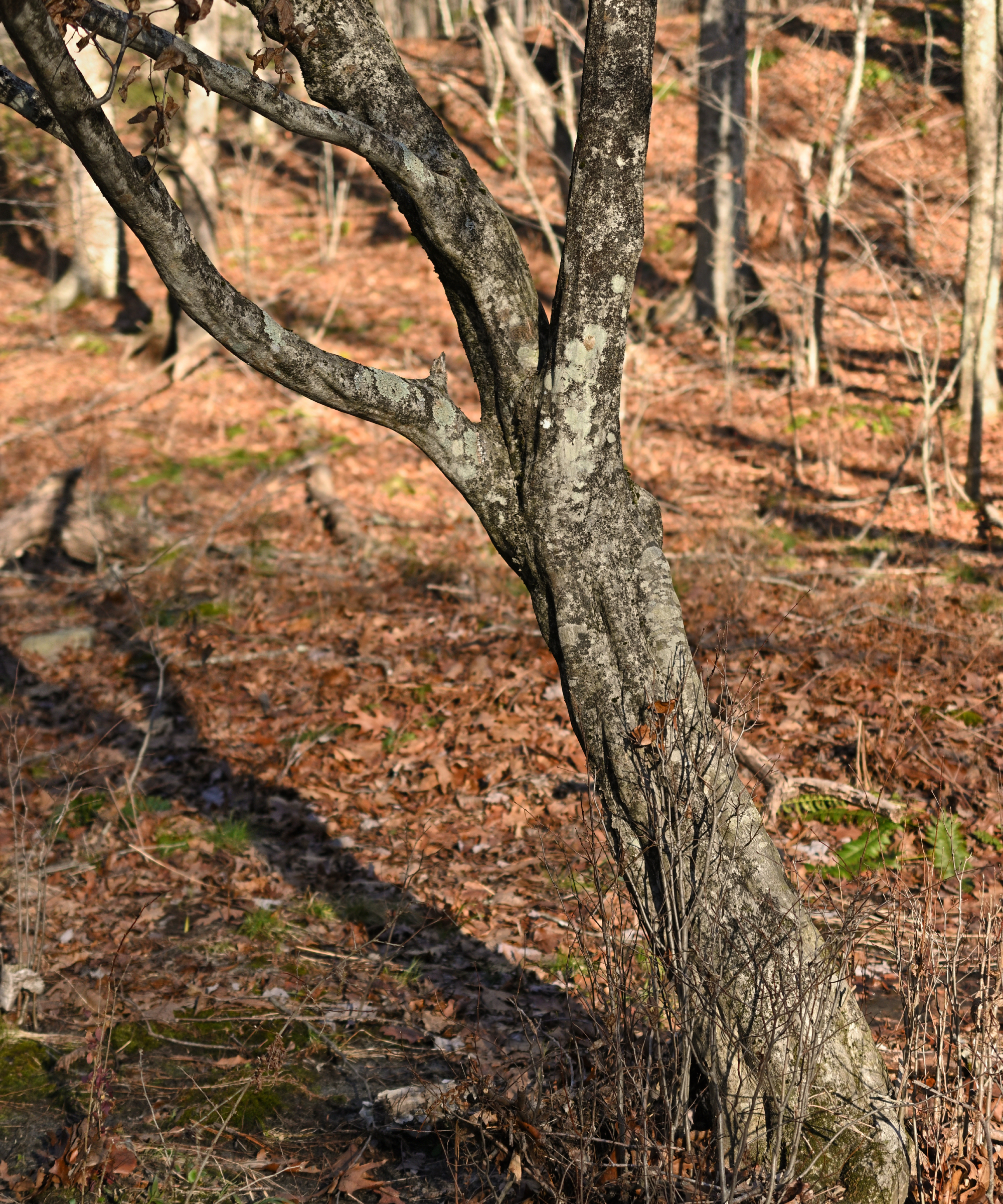 american hornbeam tree in winter
