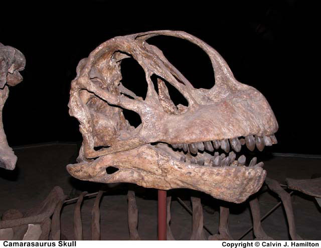 Image Gallery: Dinosaur Fossils | Live Science