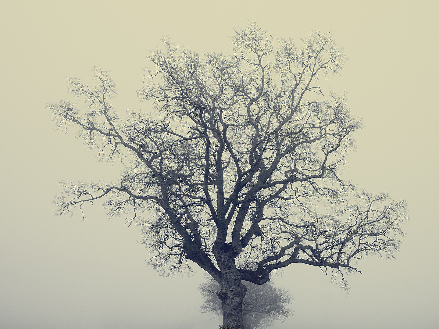 A large, leafless oak tree with sprawling branches stands in thick fog, a second tree just visible as a faint shadow behind it.