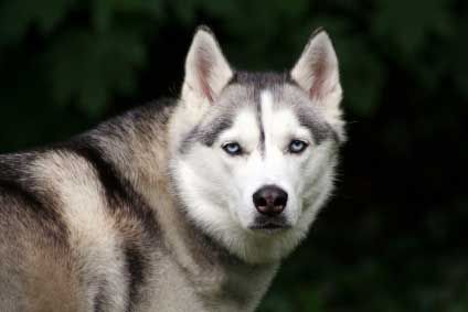 are wolves more powerful than dogs