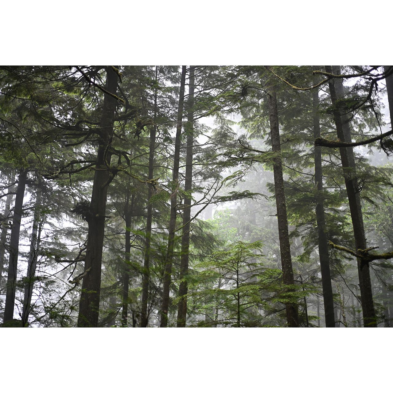 Woodland landscape
