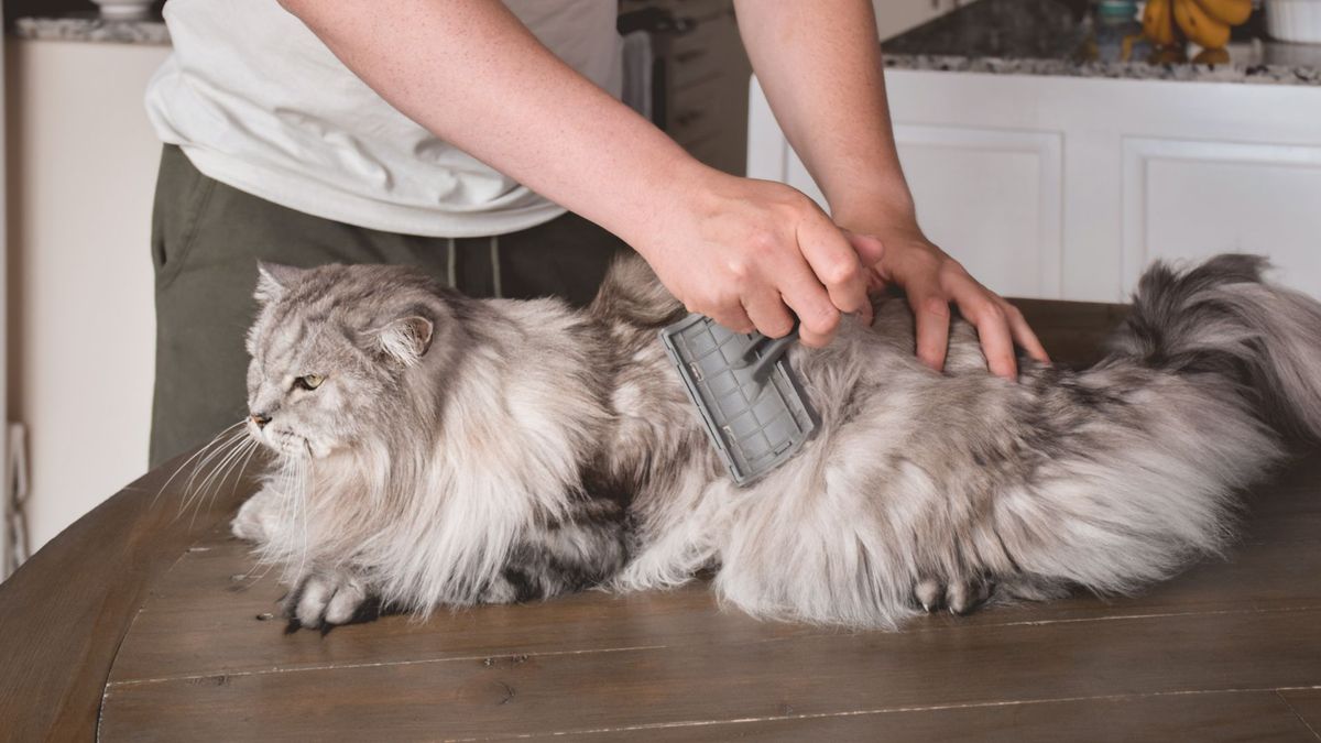 grey, longhaired cat being groomed by a person wearing a white tshirt