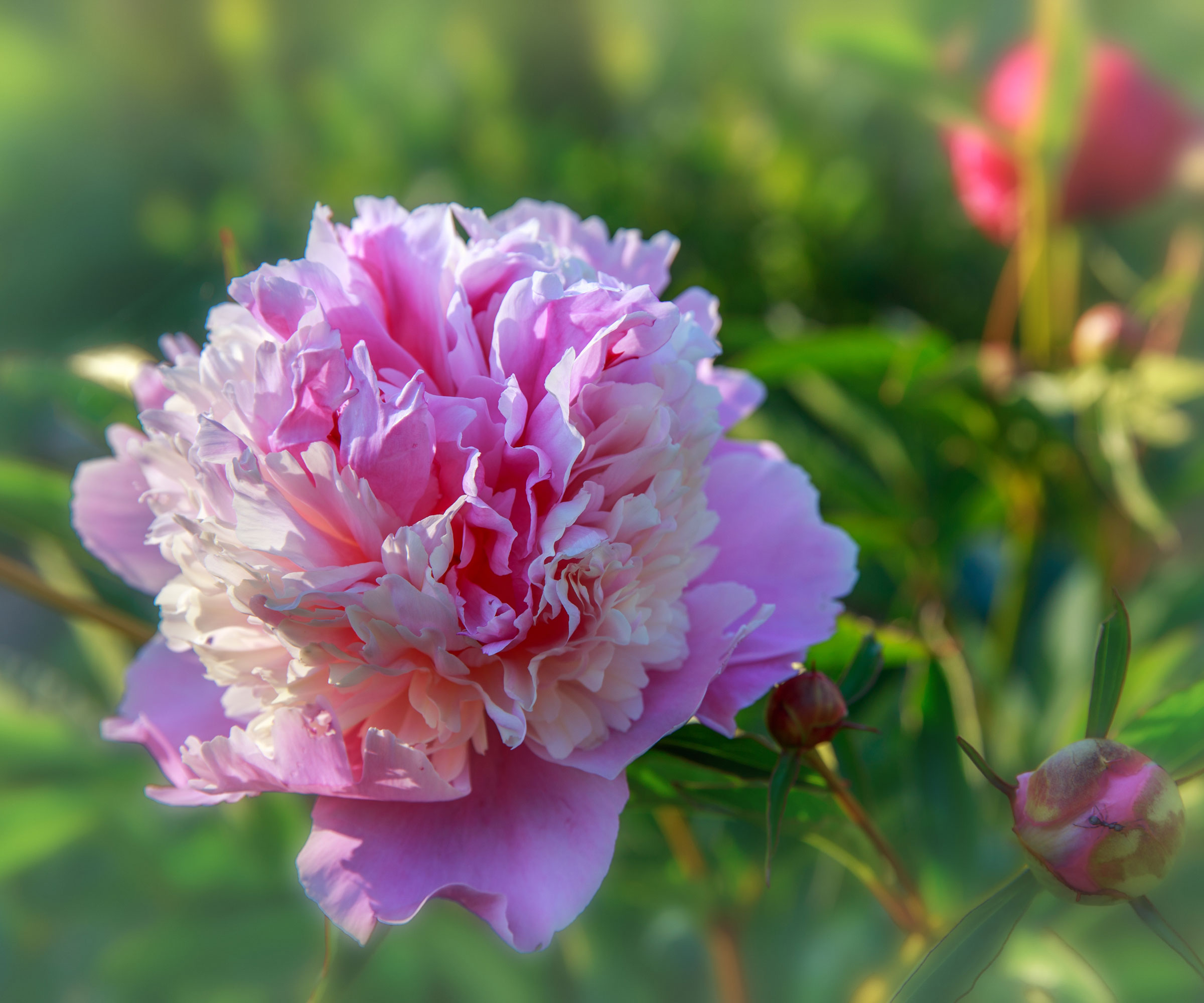 Sorbet peony flower in detail