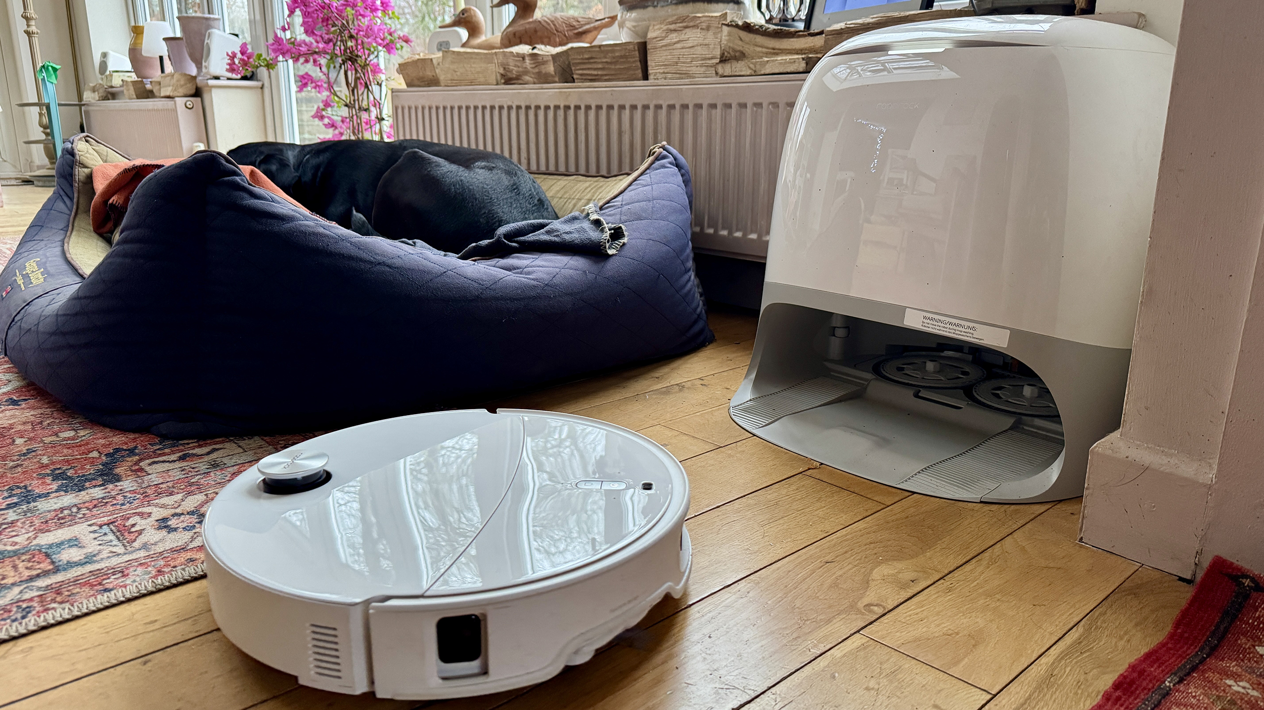 Roborock Qrevo Curv 2 Pro returning to its dock, with a dog asleep in the backgroun