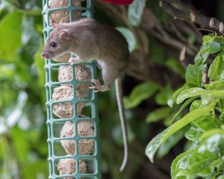 Rat stealing food from garden bird feeder