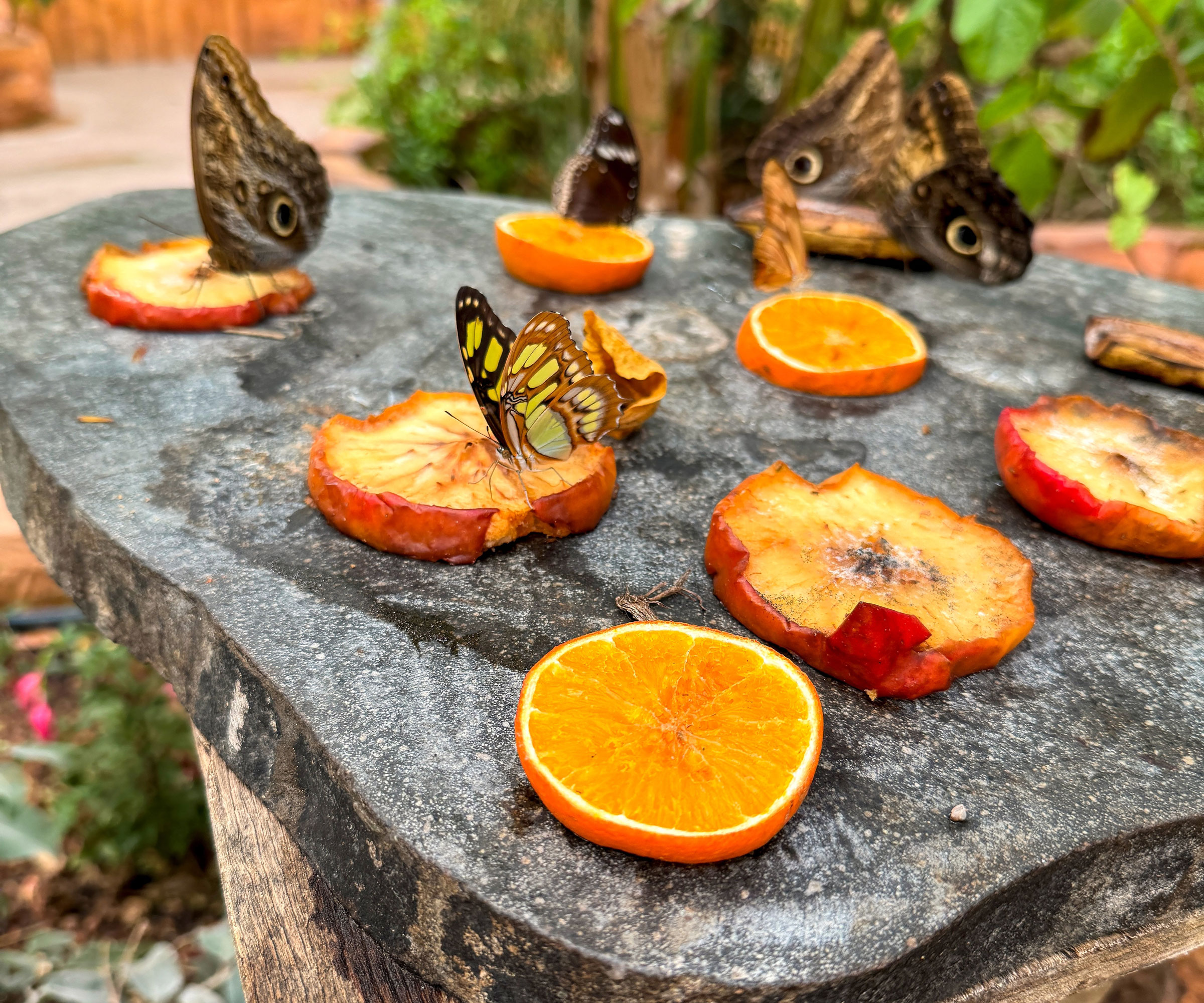 butterflies feeding on flat slate slab filled with orange slices