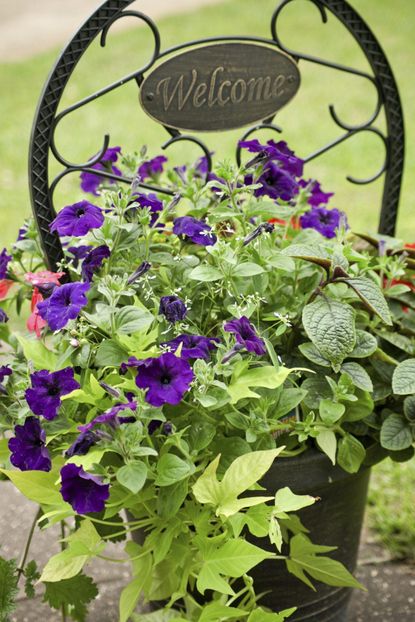 Flowers And Vines Growing From Container