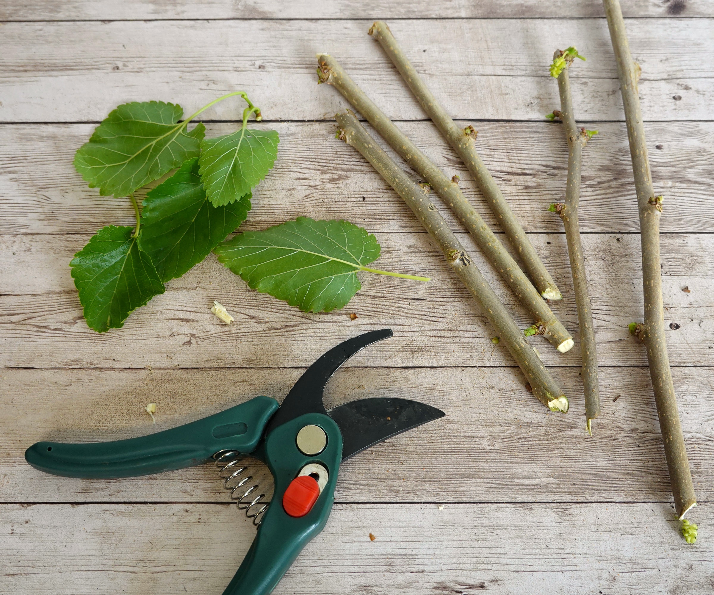 mulberry cuttings with secateurs on wooden table