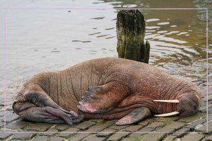 Thor the walrus asleep in Scarborough